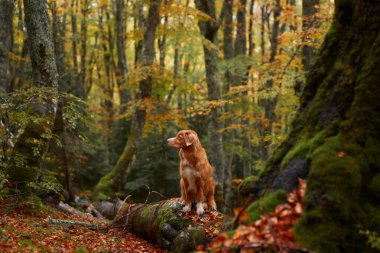 Nova Scotia Duck Tolling Retriever Ormanında, kırmızı bir av köpeği canlı sonbahar ağaçları arasında düşen bir kütüğe dikkat eder, macera ve keşif ruhunu somutlaştırır.