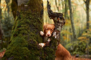 Nova Scotia Duck Tolling Retriever Ormanda, Köpek yosun kaplı ağaçların arasından gözetliyor bir yürüyüş macerası sırasında