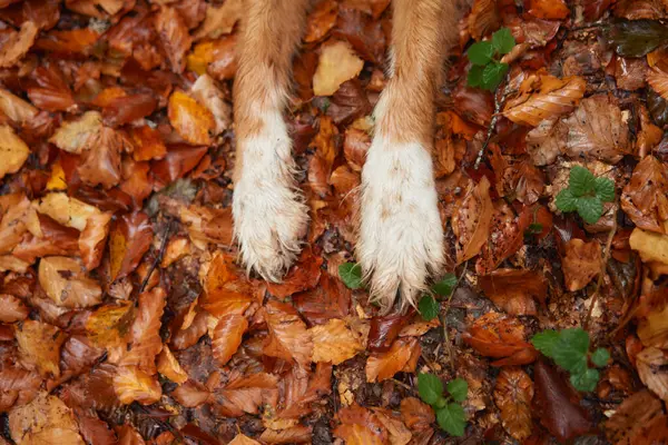 Dog Paws on Autumn Leaves. Nova Scotia Duck Tolling Retrievers furry paws amidst colorful fall foliage, representing Adventure and Nature exploration