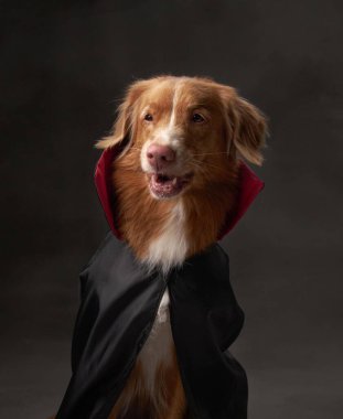 Cadılar Bayramı temalı köpek portresi, Nova Scotia Duck Tolling Retriever 'ın kırmızı pelerinli stüdyo görüntüsü.