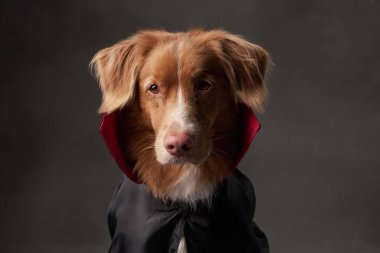 Nova Scotia Duck Tolling Retriever stüdyoda. Cadılar Bayramı temalı, kırmızı yakalı siyah bir pelerin giyen bir köpeğin detaylı kürkünü, özenli gözlerini ve ürkütücü görünümünü vurguladığı bir fotoğraf.