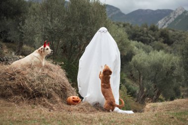 Cadılar Bayramı ortamında köpekler. Labrador av köpeği şeytan boynuzları ve kırsal alanda beyaz bir hayalet çarşafın yanında, zeytin ağaçları ve oyulmuş bir balkabağı ile çevrili.