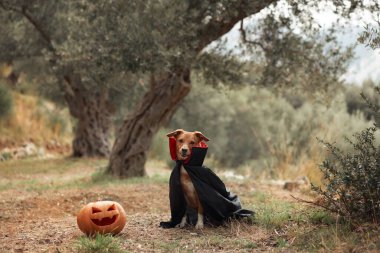 Cadılar Bayramı kostümlü bir köpek, dışarıda oyulmuş bir balkabağının yanında siyah bir pelerin giymiş melez bir köpek. Arka planda zeytin ağaçları olan manzara