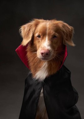 Nova Scotia Duck Tolling Retriever stüdyoda. Cadılar Bayramı temalı, kırmızı yakalı siyah bir pelerin giyen bir köpeğin detaylı kürkünü, özenli gözlerini ve ürkütücü görünümünü vurguladığı bir fotoğraf.