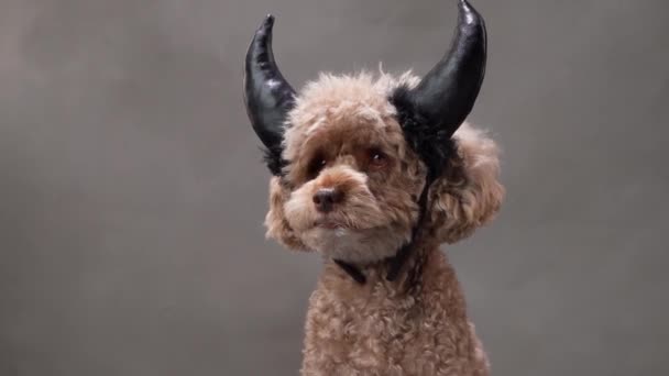 Σκύλος Κέρατα Studio Shot Ένα Κανίς Στολισμένο Μαύρα Κέρατα Θέτει — Αρχείο Βίντεο