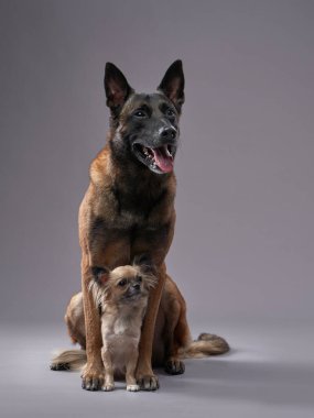 İki köpek, küçük ve büyük, stüdyoda. Gri arka planda komik Malinois ve chihuahua