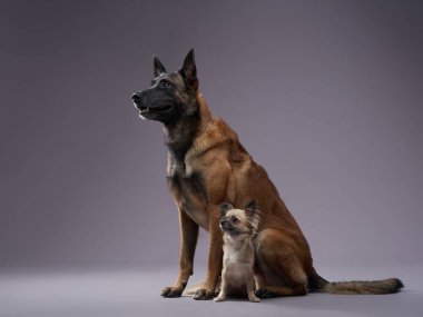 İki köpek, küçük ve büyük, stüdyoda. Gri arka planda komik Malinois ve chihuahua