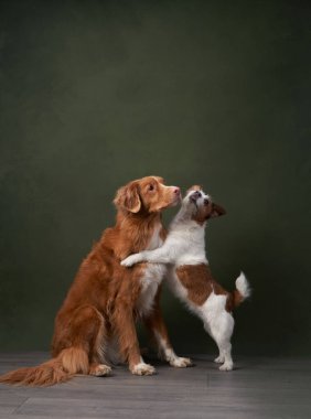 Nova Scotia Duck Tolling Retriever ve Jack Russell Terrier stüdyoda eğlenceli bir an paylaşıyorlar. Dost canlısı dans eden iki köpek yeşil zemine karşı mükemmel bir şekilde aydınlatılmıştır.