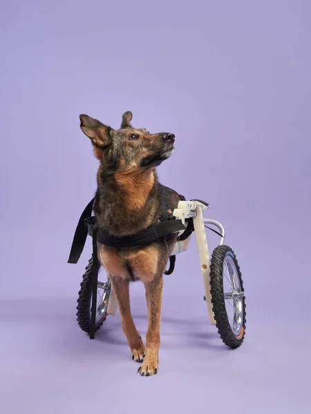Resilient mix dog in a wheelchair, looking up with hope on a purple backdrop. The spirit of perseverance shines through in this studio capture