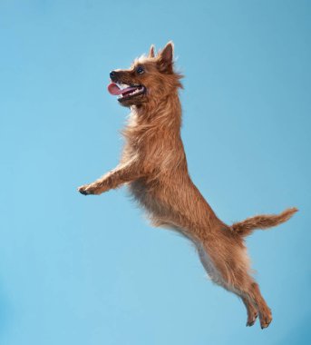 Energetic Australian terrier leaping joyfully against a blue studio backdrop. Dynamic dog shot highlights the dogs playful spirit and agility clipart