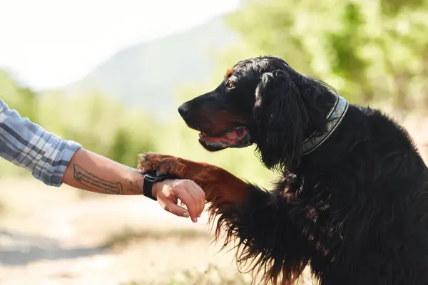 the dog gives his paw. relationship between human and pet. Friendship with pet, close-up