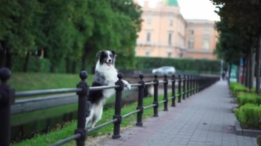 Kentin çevikliği, bir Border Collie köpeği tarafından parkın korkuluklarında dengeleniyor.