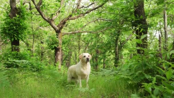 Labrador Hämta Hund Lummiga Skogar Ögonblicksbild Lugn Och Naturens Band — Stockvideo