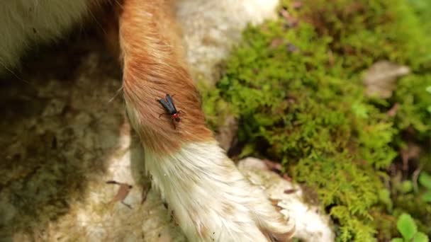 Besouro Pele Dos Caninos Meio Natureza Detalhe Marcante Sinalizando Proximidade — Vídeo de Stock