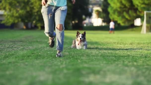 Uma Mulher Corre Seu Cão Fiel Border Collie Compartilham Momento — Vídeo de Stock