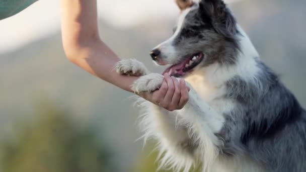 一只边境牧羊犬与主人握手 这是信任和训练的象征 背景柔和 — 图库视频影像