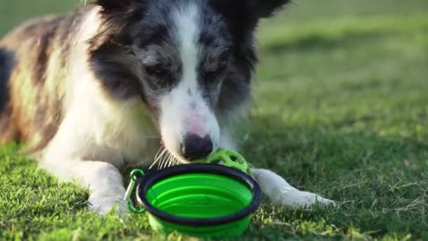 Διψάω Σβήνω Διάλειμμα Ένα Σκυλί Border Collie Στηρίζεται Μπολ Του — Αρχείο Βίντεο