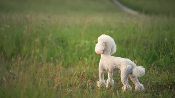 Uppmärksam Vit Poodle Hund Ett Frodigt Fält Redo Lugn Observation — Stockvideo