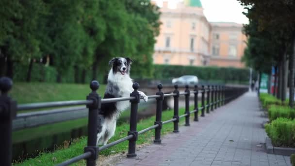 Městská Hbitost Předvedená Hraničním Kolie Pes Vyvažování Zábradlí Parku Město — Stock video