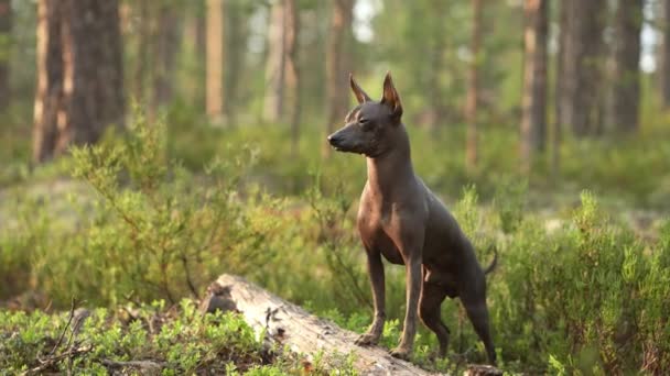 Gladde Mexicaanse Harige Hond Staat Alert Bos Clearing Naturen Sereniteit — Stockvideo