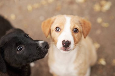 İki meraklı köpek yavrusu yukarı bakar, biri siyah ve diğeri kahverengi, bulanık bir arkaplana karşı. Köpekler masum gözler ve şakacı doğa bir merak hissi uyandırır.
