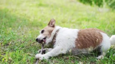 Neşeli bir oyun zamanı, bir Jack Russell Terrier otların üzerinde yuvarlanıyor, mutluluk dolu bir rahatlama anından zevk alıyor.
