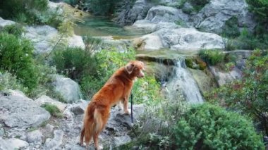 Köpek bir taşın üzerinde duruyor ve doğaya bakıyor. Nova Scotia Ördek Avcısı yürüyüşe çıktı.