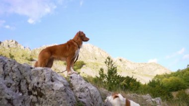 Dağlık bir arazide iki köpek. Tolling Retriever, yanında daha küçük bir Jack Russell Terrier ile göze çarpıyor. Arkaplanda engebeli tepeler, dağınık kayalar ve yoğun yeşillikler yer alıyor.