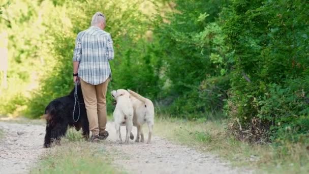 Egy Ember Sétál Rusztikus Úton Gordon Setter Egy Labrador Retriever — Stock videók