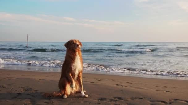 Czerwony Pies Siedzi Plaży Nova Scotia Kaczka Tolling Retriever Morzu — Wideo stockowe