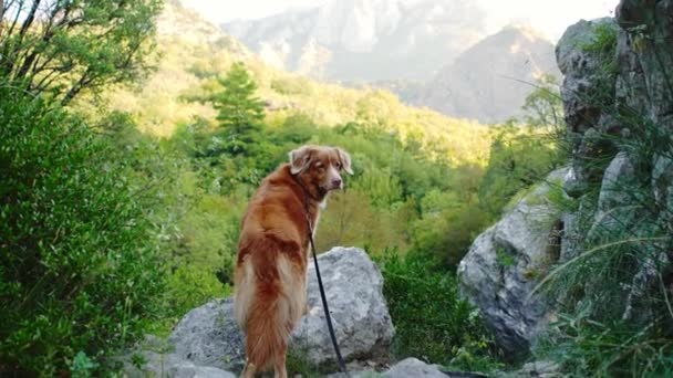 Σκύλος Στέκεται Πάνω Μια Πέτρα Και Κοιτάζει Φύση Nova Scotia — Αρχείο Βίντεο