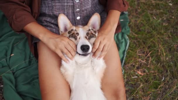 Joyful Playtime Young Woman Cuddles Smiling Pembroke Welsh Corgi Dog — Stock Video