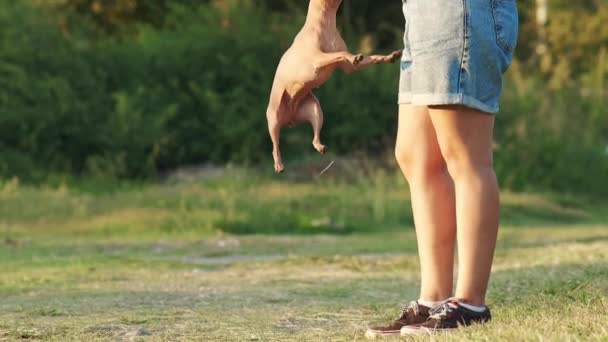 Köpek Güneşli Bir Parkta Eğitim Sırasında Yükseğe Zıplar Köpek Doğa — Stok video