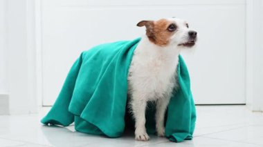 Oyuncu Jack Russell Terrier 'ın bir deniz mavisi elbisesini çekiştirmesi, kapalı alanda kaynaşma anı. Köpek bakımı