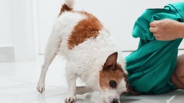 Oyuncu Jack Russell Terrier 'ın bir deniz mavisi elbisesini çekiştirmesi, kapalı alanda kaynaşma anı. Köpek bakımı