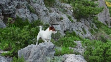 Jack Russell Terrier köpeği kayalık bir yolda, dağ manzarası arkasında duruyor. Özenli bakışları ve canlı duruşu engin, yeşil bir çevrede küçük bir maceracının ruhunu yakalıyor.. 