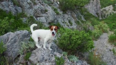 Jack Russell Terrier köpeği kayalık bir yolda, dağ manzarası arkasında duruyor. Özenli bakışları ve canlı duruşu engin, yeşil bir çevrede küçük bir maceracının ruhunu yakalıyor.. 