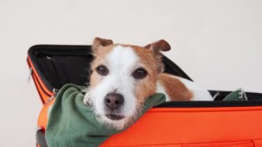 Çantadaki köpek. Bir evcil hayvanla seyahat etmek. Bej arka planda komik Jack Russell Terrier