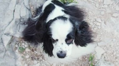 Amerikalı bir Cocker Spaniel, taştan bir yola karşı duran siyah ve beyaz paltosuyla anlamlı gözlerle yukarı bakar.