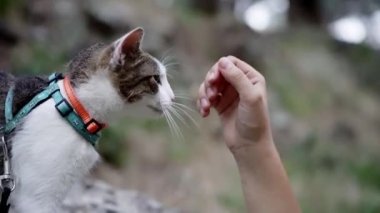 Bir tekir kedi yumuşak odaklı doğal bir arka plana karşı dizilmiş bir kemer takarak nazikçe okşamaktan zevk alır. Evcil hayvan.