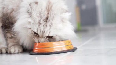 Bir İskoç kedisi renkli bir kaseden ziyafet çekiyor, gösterişli bir mutfak alanında yemeğin tadını çıkarıyor.