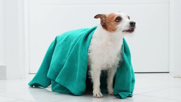 Παιχνιδιάρικο Jack Russell Terrier Τραβώντας Ένα Φόρεμα Teal Μια Εσωτερική — Αρχείο Βίντεο