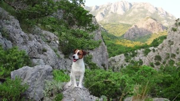 特里耶的狗站在石子路上 身后是山脉的景色 它的专注的凝视和活泼的姿势抓住了在广阔的绿色环境中的小冒险家的精神 — 图库视频影像