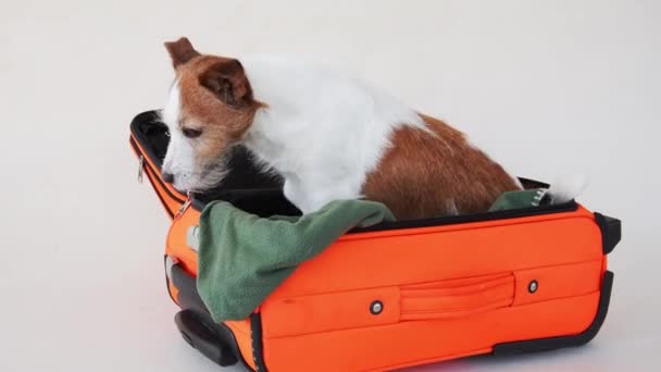 Pies Walizce Podróżuje Zwierzątkiem Zabawny Jack Russell Terrier Beżowym Tle — Wideo stockowe