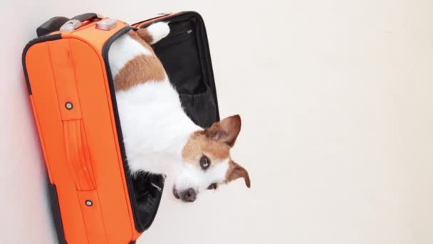 Cão Numa Mala Viagem Viajar Com Animal Estimação Engraçado Jack — Vídeo de Stock
