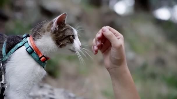 一只胖胖的猫喜欢温柔的爱抚 带着一束带子 在柔软而专注的自然环境中穿行 宠物户外 — 图库视频影像