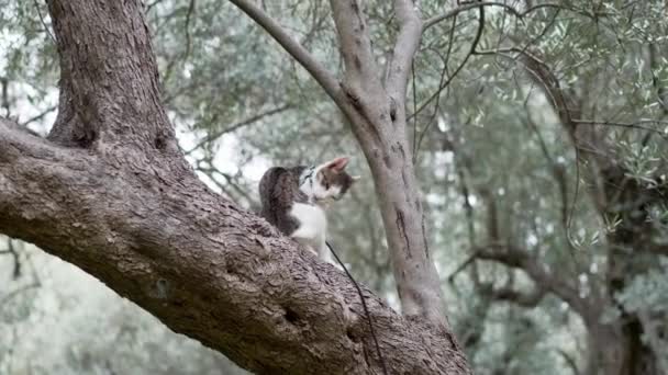 Цікавий Кіт Вивчає Гілки Дерев Пишному Гаю Втілюючи Відчуття Пригод — стокове відео
