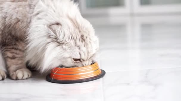 스코틀랜드 고양이는 화려한 그릇에서 잔치를하고 세련된 공간에서 식사를 맛보는 — 비디오