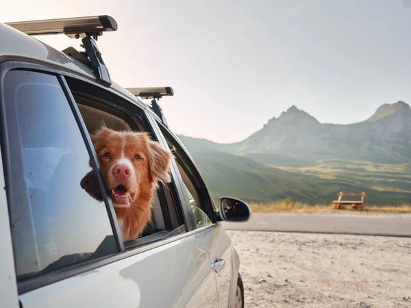 A curious dog peeks out from a car, mountains in the distance, ready for adventure. Nova Scotia Duck Tolling Retriever at travel