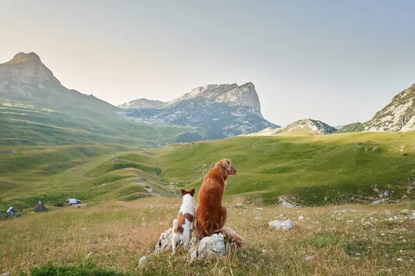 Dog in mountains. Jack Russell Terrier and Nova Scotia Duck Tolling Retriever pair gaze into the distance, against a backdrop of alpine serenity